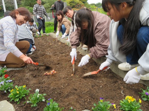 球根に優しく土を被せる