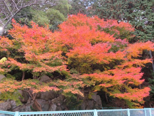 貯水槽奥にある　紅葉