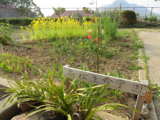 高松生命学園の花壇