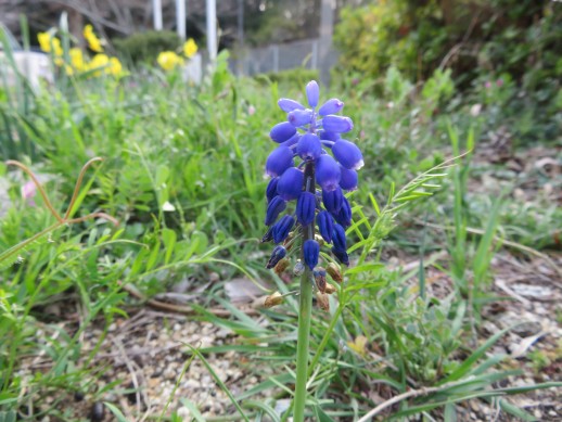 境内地に咲く「ムスカリ」別名「グレープヒアシンス」