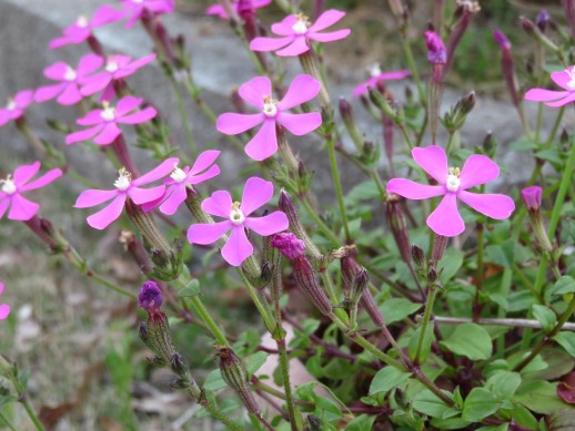 ピンクパンサー