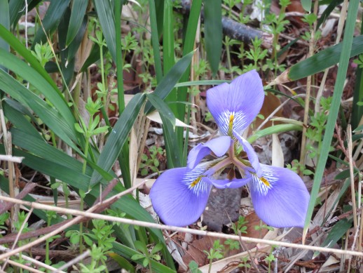 カンザキアヤメ