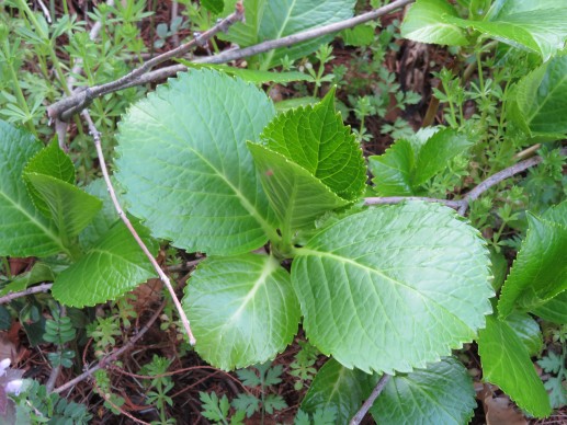アジサイ　　　梅雨に向けて新芽が生えてきました