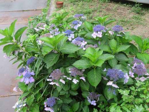 たくさんの花をつけたアジサイ
