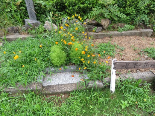 青年の花壇にも！