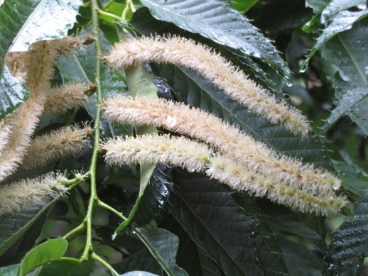 クリの花