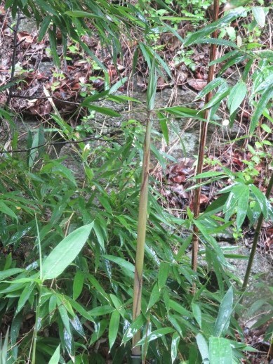 炭焼き小屋横に生えたタケノコ
