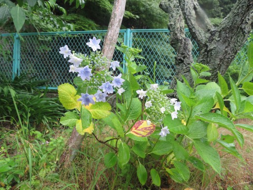 防火水槽横にもアジサイが咲いています。