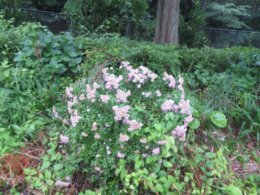 シモツケが花が咲いています。