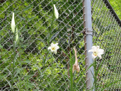 会館登り口に咲くユリ