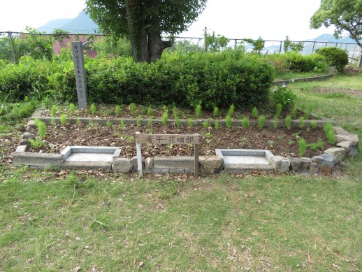 綺麗に整備された青年の花壇