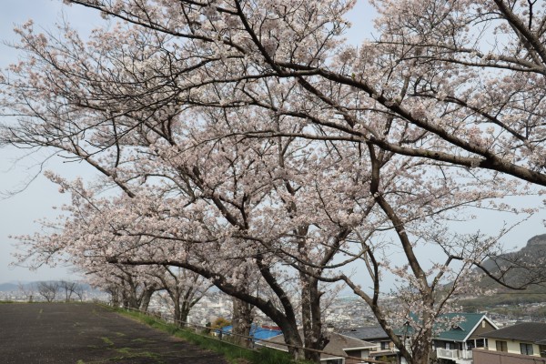 桜並木越しに見る髙松市内