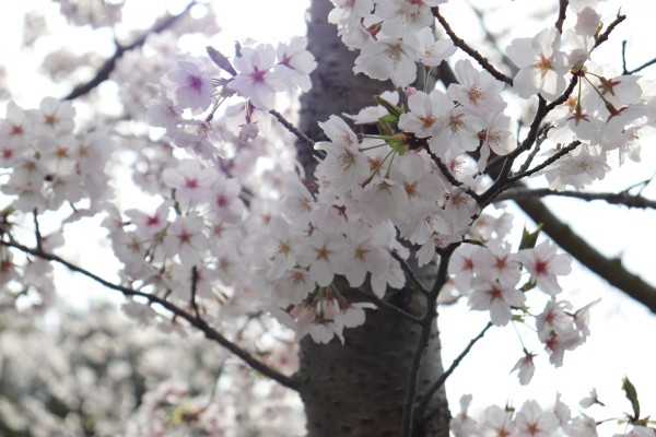 桜並木駐車場の桜