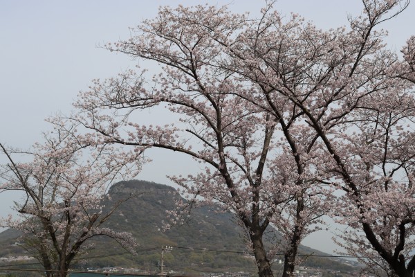 桜並木より望む屋島