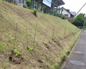 一列に植栽したアジサイ